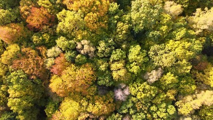 Wall Mural - Aerial view of lush forest with colorful canopies in autumn woods on sunny day. Landscape of autumnal wild nature