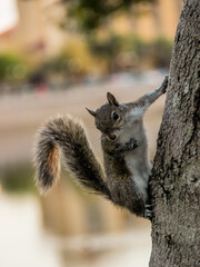 squirrel on a tree on a summer day.