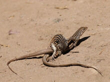Pair Of Western Whiptail Lizards Mating In The Sun