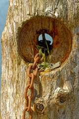 Wall Mural - Rusty Chain on Post in Icy Strait, Alaska