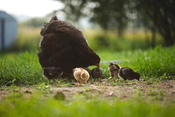 Wall Mural - Baby chickens with their mother hen on a small farm in Ontario, Canada.