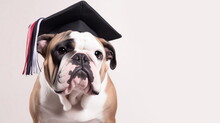 English Bulldog Dog In Graduation Cap Isolated On White Background. English Education Concept. Copy Space.