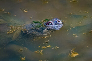 Wall Mural - Common. Snapping Turtle swimming in a pond in Rome Georgia.