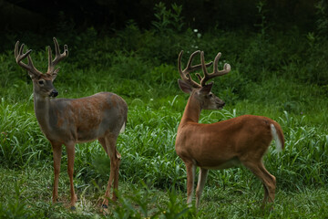 Wall Mural - two bucks in a meadow