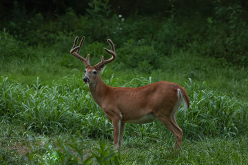 Wall Mural - nice buck in a meadow