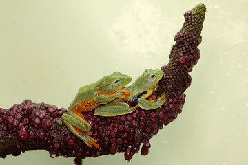 Wall Mural - Two green tree frogs are hunting for prey on the weft of the anthurium fruit. This amphibian has the scientific name Rhacophorus reinwardtii.