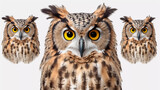 Fototapeta Zwierzęta - Portrait of a owl 