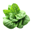Fresh baby spinach leaves leafy green vegetable