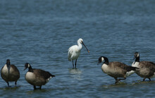 A Spoonbill, Platalea Leucorodia, Feeding In A Lake Surrounded By Canada Geese.