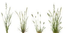 Bundles Of Green Meadow Grass With Spikelets Isolated On Transparent Background. Three Bundles Of Green Meadow Grass And An Example Of A Composition From Them.