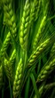 Green barley spike closeup, Green wheat, full grain, Close up of an ear of unripe wheat.