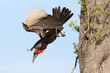 Endangered southern ground hornbill flying out a tree to the ground before going hunting