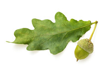 Oak Leaf With Acorn Isolated On White Background