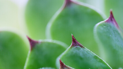 Fondo de puntas rojizas de planta crasa vista de cerca