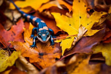 Salamander Hiding Among Fallen Leaves