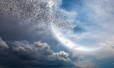 Poster - Flock of starlings migrating to the moon - Silhouette of flock birds flying with crescent at sunset or sunrise