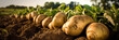 © overrust - potatoes on a farmland