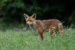 Red Fox (Vulpes vulpes) in a summer meadow at the edge of woodland