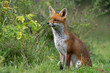 Red Fox (Vulpes vulpes) peering through thick foliage