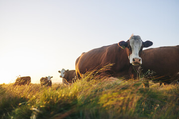 Wall Mural - Agriculture, nature and environment with cows on farm for for sustainability, sunset and meat industry. Grass, cattle and milk production with animals in countryside field for livestock and mockup