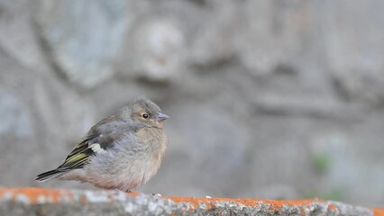 Wall Mural - Young Eurasian chaffinch in the mountain village (Fringilla coelebs)