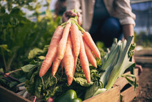 Carrot, Vegetables In Box And Green, Farming And Sustainability With Harvest And Agro Business. Closeup, Agriculture And Gardening, Farmer Person With Fresh Product And Nutrition For Wellness