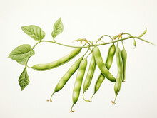 A Minimal Watercolor Painting Of Green Beans Growing On A Farm