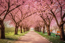 Sakura Cherry Blossoming Alley. Wonderful Scenic Park With Rows Of Blooming Cherry Sakura Trees In Spring. Pink Flowers Of Cherry Tree