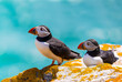 Atlantic Puffin seabirds on rocks. Side profiles of birds. Bokeh background of turquoise ocean sea.   