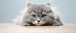 Cute big eyed gray kitty lounging on white table licking lips Space for text