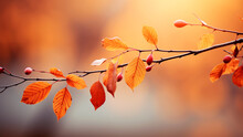 Beautiful Autumn Leaves On A Fall Day In The Foreground And Blurry Background.