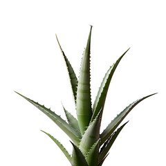 Sticker - Close up of an aloe vera plant