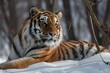Siberian tiger (Panthera tigris altaica) baring it's teeth in winter; Czech Republic