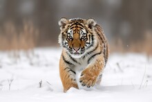 Siberian Tiger (Panthera Tigris Altaica) In Winter; Czech Republic