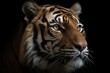 Photo angry face of sumatran tiger, animal angry, head of tiger sumatera closeup with black background