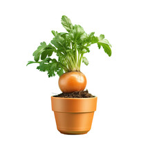 Isolated Vegetable Pot On Transparent Background