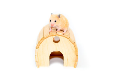 Wall Mural - Beautiful hamster isolated on a white background. Exotic pet. Mouse rodents pests. House for hamsters, toys for animals.