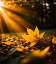 Autumn Leaves On The Ground With Sunbeams And Lens Flare Generative AI