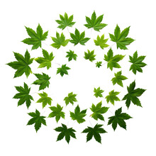 Frame From Fresh Green Maple Leaves From Below Isolated Png.