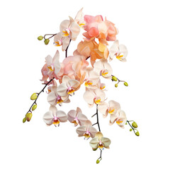 Wall Mural - background with vibrant orchid flowers