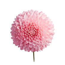 A Solitary Pink Chrysanthemum With Curled Petals And A Pale Center Set Against A Transparent Background