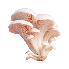 Wall Mural - King Oyster Mushroom on transparent background