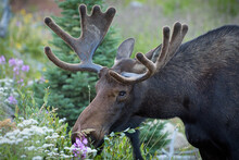 Moose In The Colorado Rocky Mountains. Bull Moose Sniffing Wildflowers In The Rocky Mountains.