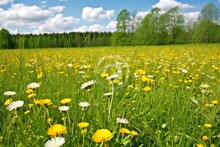 Sunny Meadow With Yellow Dandelions And White Daisies. Generative AI