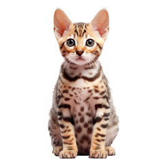 Poster - transparent background showcases purebred Bengal kitten sitting