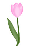 Fototapeta Tulipany - tulip painting into a beautiful bouquet