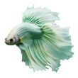 Green and white halfmoon betta fish in a side view photo collage isolated on a transparent background