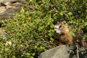 Wall Mural - Yellow-bellied marmot juvenile (Marmota flaviventris); Snowy Range; Wyoming