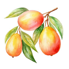 Wall Mural - Watercolor illustration of three mangoes on a transparent background