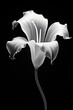 Tulpe Black and White